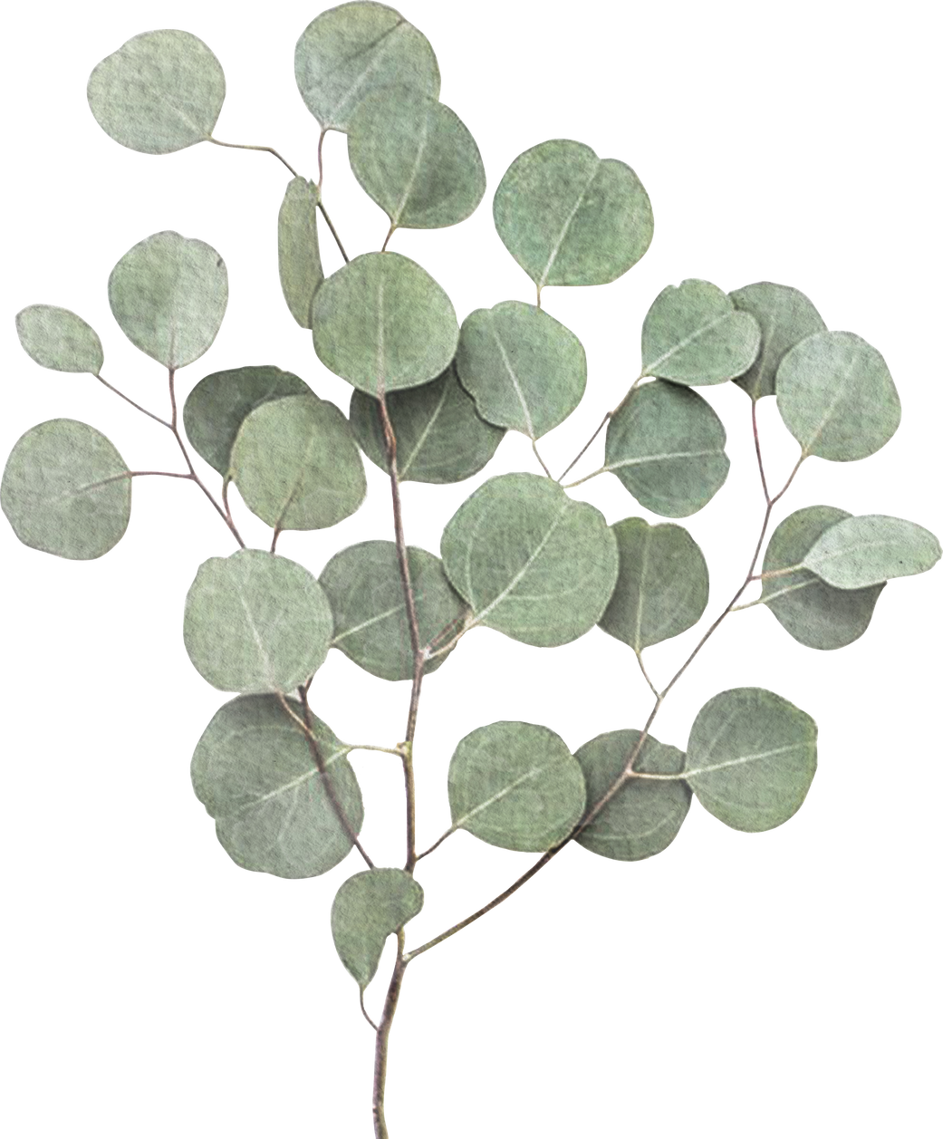 Eucalyptus Leaves Cutout